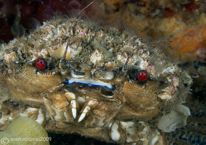 Velvet swimming crab.
Menai Straits, N. Wales.
D3 60mm. by Mark Thomas 