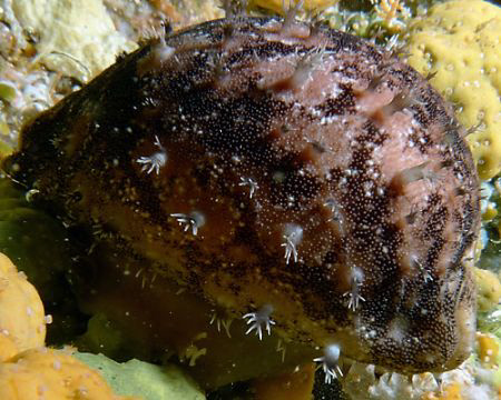 Cypraea aurantium AKA "Golden Cowrie" by Martin Dalsaso 