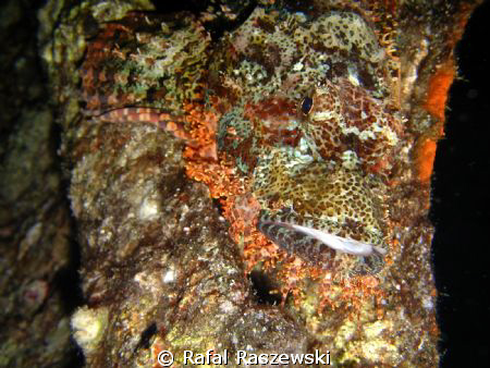 Camouflage - Night dive,Bluff Point by Rafal Raszewski 