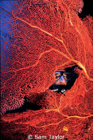 My beloved Lucy, a Gorgonian fan, someplace in beautiful ... by Sam Taylor 