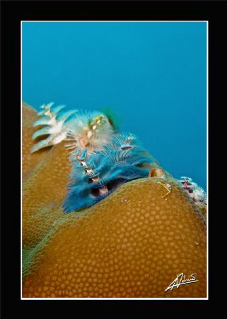 christmas tree worm in Anita's reef - Island 5/6 Similan ... by Adriano Trapani 