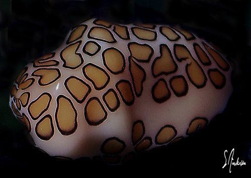 Taken during a shark dive in the Bahamas, this image is o... by Steven Anderson 