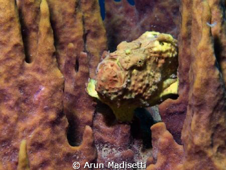 Mellow yellow
Antennarius multiocellatus on giant barrel... by Arun Madisetti 