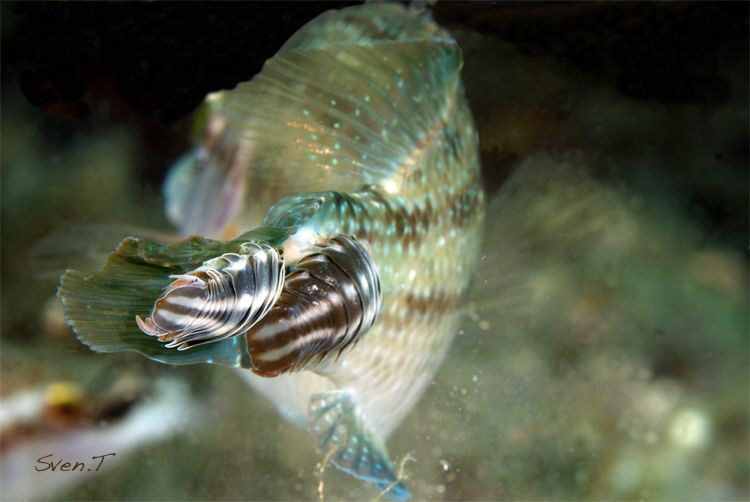 Anilocra found on body surface, occasionaly in the mouth. by Sven Tramaux 