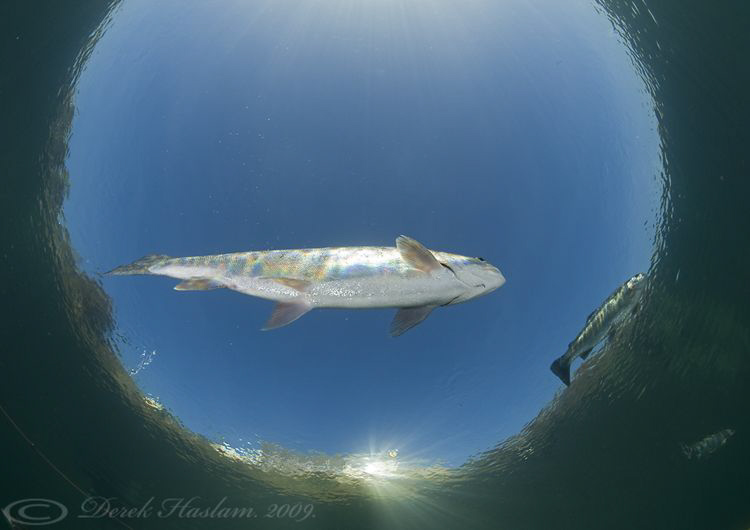 Trout in snells window. D3, 16mm. by Derek Haslam 