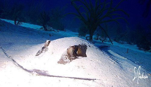 This image was taken off Nassau a couple of years ago whi... by Steven Anderson 