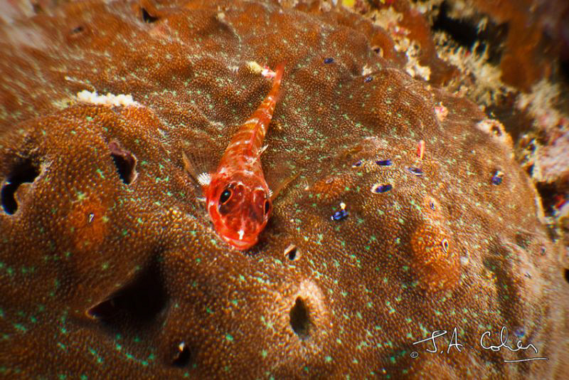 Resting on the coral by Julian Cohen 