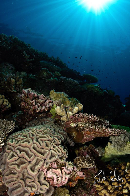 Brain Coral by Julian Cohen 