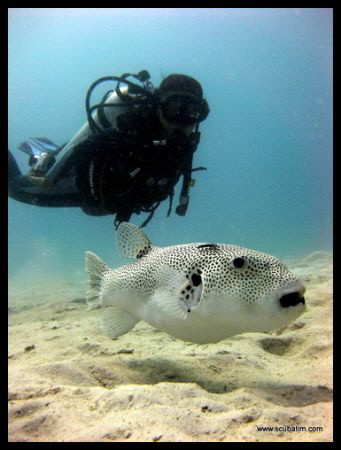 Puffer fish - shot on standard ixus80is - standard housin... by Tim Ho 