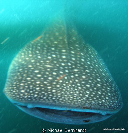 whale shark by Michael Bernhardt 