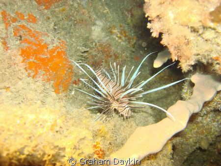 dive site: right off the malecon, close to ship wreck by Graham Daykin 