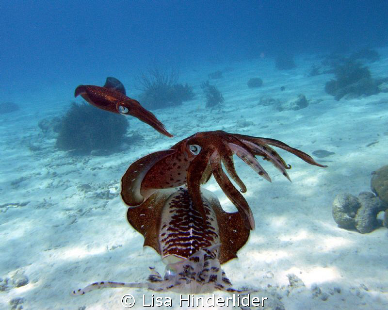 Male squid flashing colors & posturing for nearby female'... by Lisa Hinderlider 
