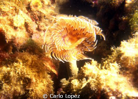 bispira by Carlo Lopez 