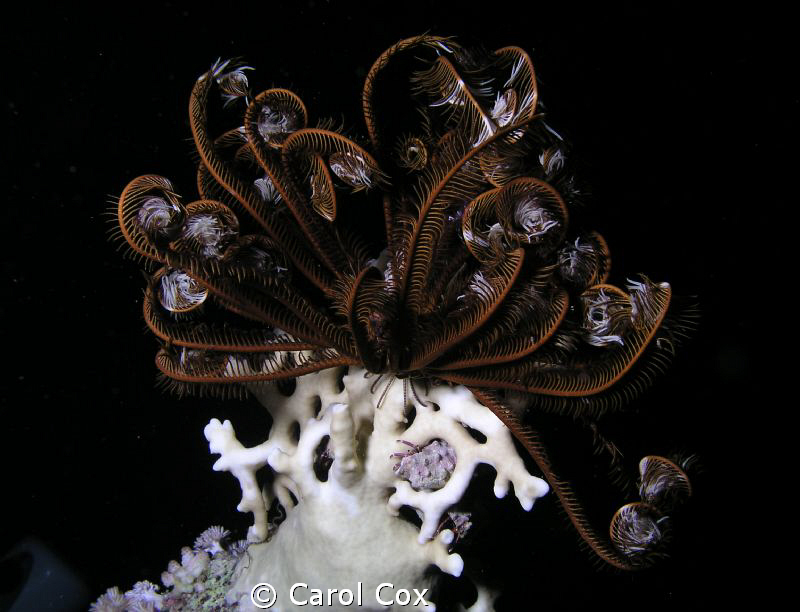 Feather Star by Carol Cox 