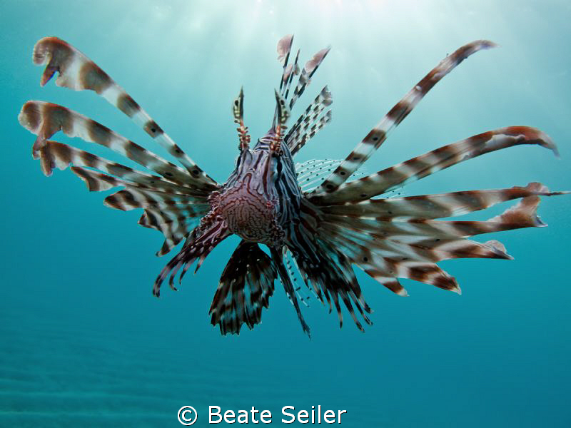 Lionfish at El Quadim , taken with Canon G10 by Beate Seiler 