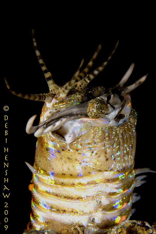 "Bobbit" I think this is one of the most grotesque things... by Debi Henshaw 