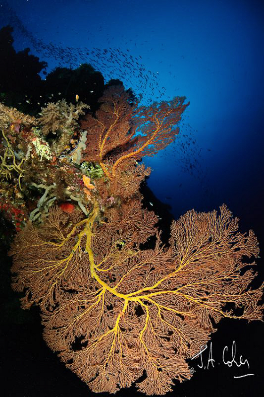 Sea Fan by Julian Cohen 