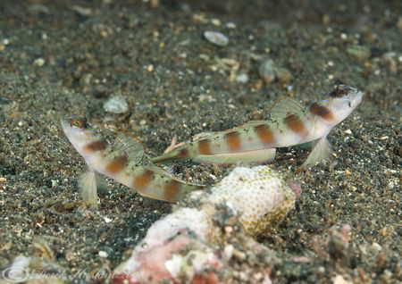 Red margin shrimp goby's. Lembeh straits. D200, 60mm. by Derek Haslam 