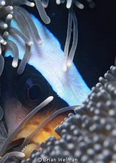 The anenome fish kept swimming into the same position so ... by Brian Welman 