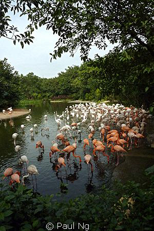 Birds
Taken with compact camera. Internal flash. by Paul Ng 