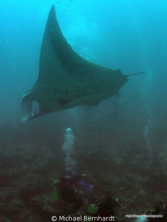 these big boys at a cleaning stationmake you as a diver f... by Michael Bernhardt 