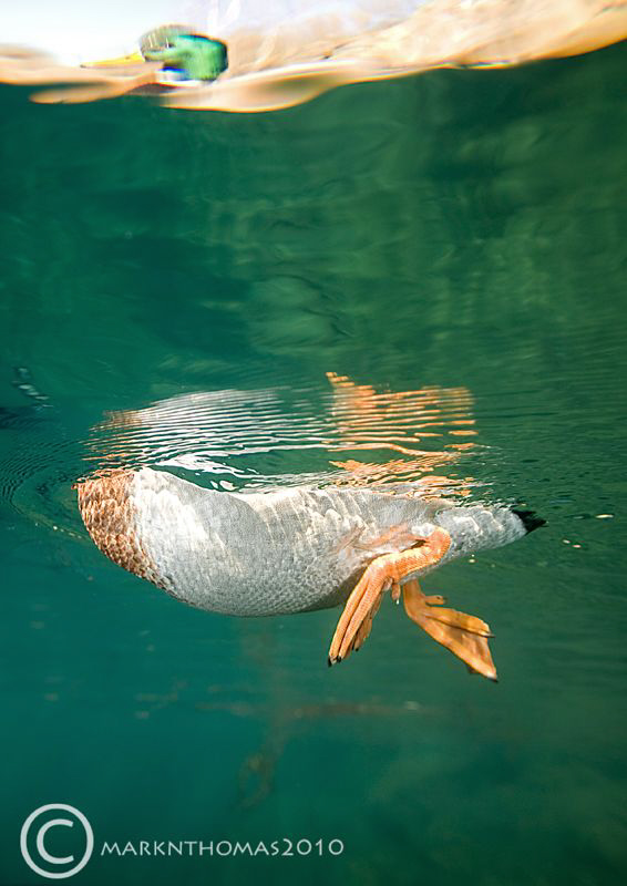 Fish-eye view of a duck.
Capernwray, water temp = 3'C.
... by Mark Thomas 