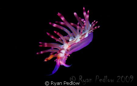 This little fella was knocked off his pearch by a wayward... by Ryan Pedlow 