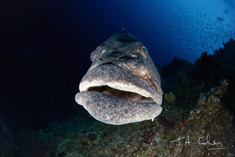 Potato Cod by Julian Cohen 