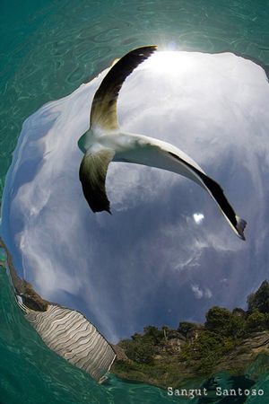 Flying Batfish
Canon 40D by Sangut Santoso 