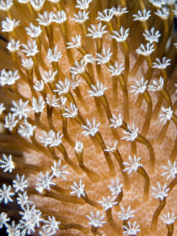 Reef-Art with Octocorals by Henry Jager 