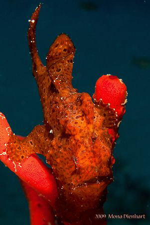 Frances, the famous frogfish from Nuweiba by Mona Dienhart 