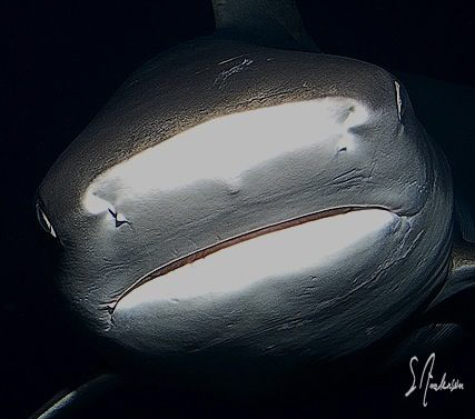 "The Bump" this image was taken by chance, getting out of... by Steven Anderson 