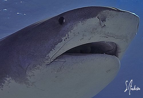 "Sideswipe" This image was taken at Tiger Beach - Bahamas by Steven Anderson 