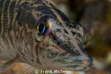 The Model 

Baby Pike Shot in Krämersee Leverkusen Germ... by Frank Michels 