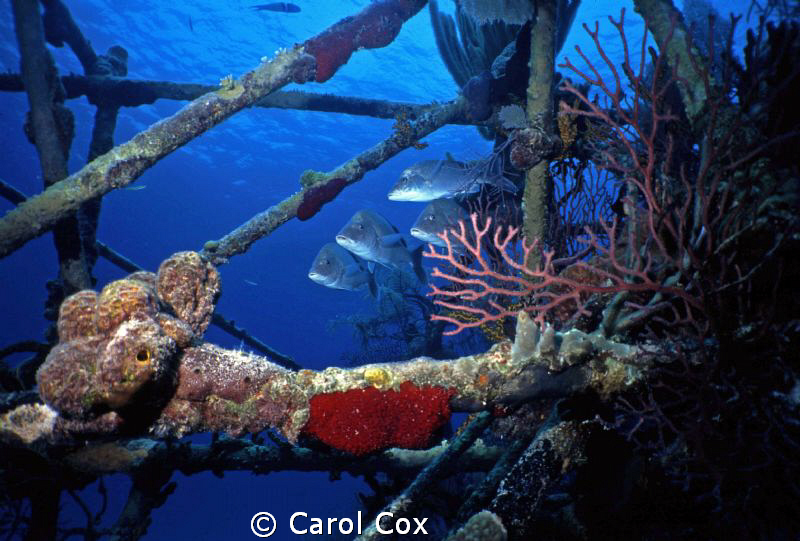Bond Wreck, Nassau, Bahamas (scanned slide) by Carol Cox 