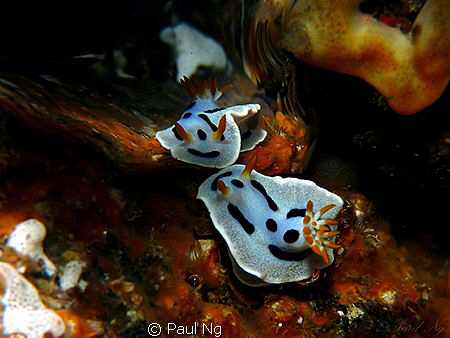 Bubble bubble on the wall, who is the most coolest creatu... by Paul Ng 