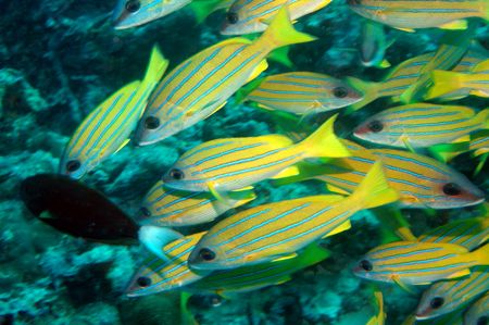 Snappers , These guys were everywhere in the malidives. B... by Grant Kennedy 