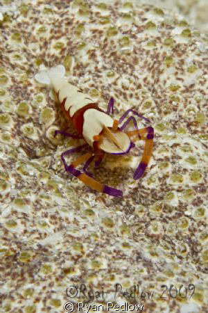 Imperial Shrimp on a sea cucumber.  Canon 7D, 60mm macro,... by Ryan Pedlow 