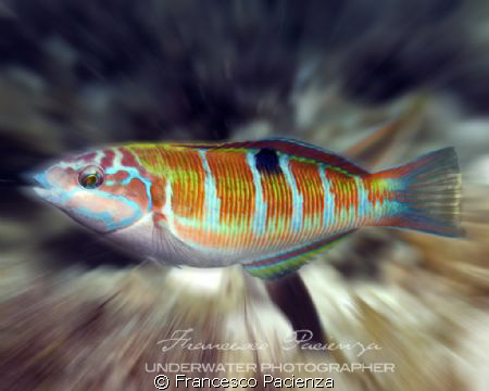 Photo taken with Swirl filter on objective. Nikon D60 in ... by Francesco Pacienza 