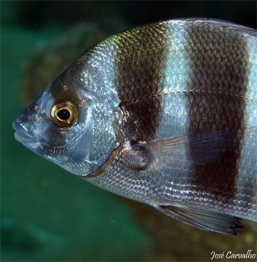 Zebra seabream - Diplodus Cervinus Cervinus by José Carvalho 