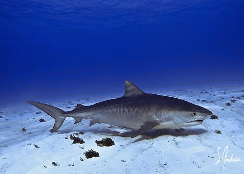 Emma tracking the scent of the slick created by our fish ... by Steven Anderson 