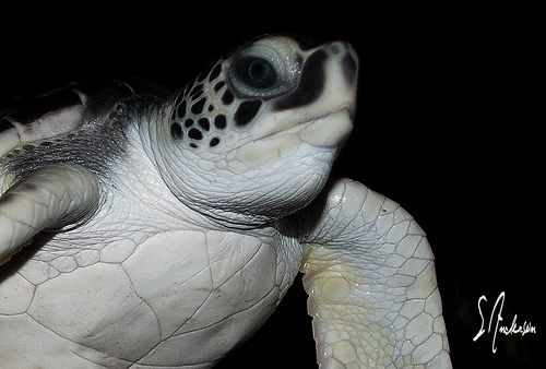 This image is of a baby Green Sea Turtle, which we releas... by Steven Anderson 