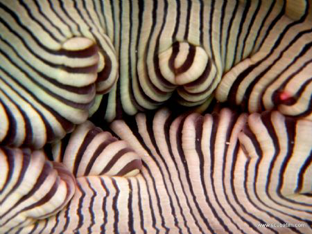 The centre of the anemone...shot on compact camera wih na... by Tim Ho 