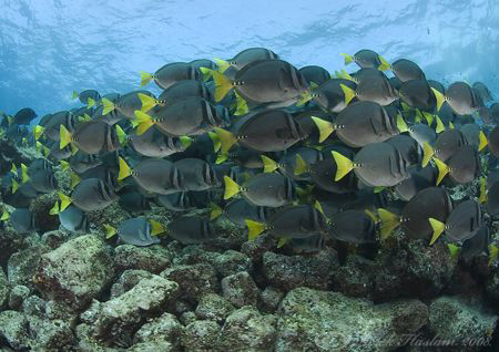 Surgeonfish. Galapagos. D200, 10.5mm. by Derek Haslam 