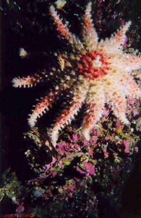 A rosy sunstar taken in the Pacific NW off Vancouver Isla... by Lyndell Weldon 