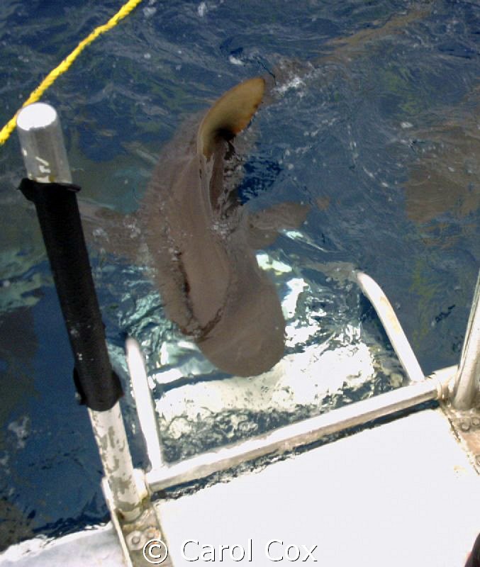 "Yum--send more divers!"
"Bad shark--no Scuby Snack for ... by Carol Cox 