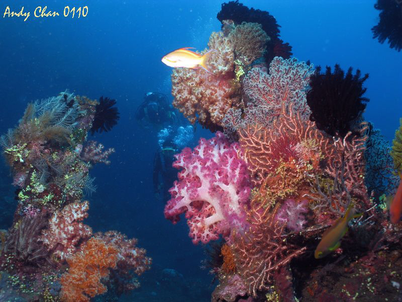 Tulamben shipweck - Bali
Canon G9 + Nikonos SB 105 + Big... by Andy Chan 