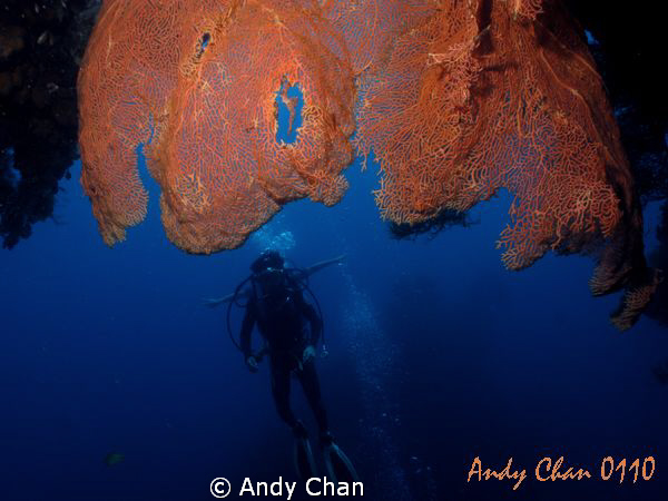 Two in One.
Tulamben Shipwreck - Bali
Canon G9 + Nikono... by Andy Chan 