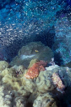 Scorpion fish and anemone with A halo, burma. by Allen Ayling 