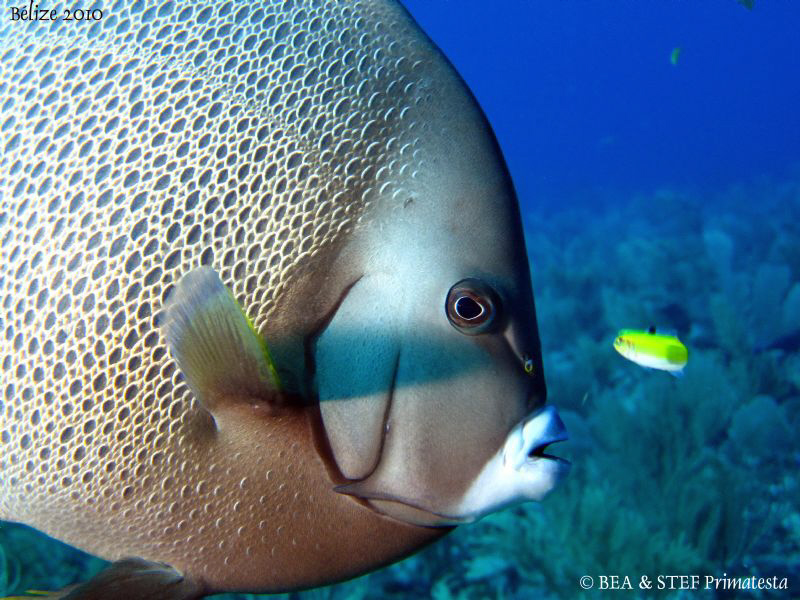 Gray Angelfish. San Pedro, Belize. Canon Ixus 980 & Inon ... by Bea & Stef Primatesta 